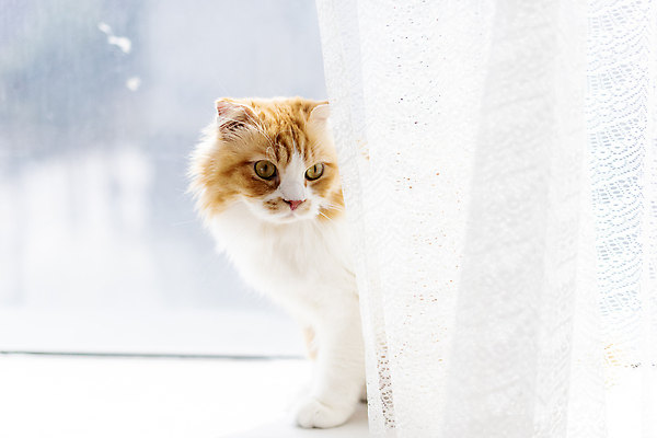 포토 JPG 한마리 응시 창문 실내 사람없음 옆모습 반려동물 귀여움 고양이 커튼 창가 동물라이프 반려 반려묘 스코티쉬스트레이트 국내포토 동물 1 라이프스타일 시선 뷰포인트 컨셉 포유류 내부 파일형식