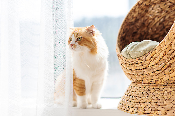 포토 JPG 한마리 응시 창문 실내 사람없음 앞모습 반려동물 귀여움 고양이 창가 동물라이프 반려 반려묘 스코티쉬스트레이트 국내포토 동물 1 라이프스타일 시선 뷰포인트 컨셉 포유류 내부 파일형식