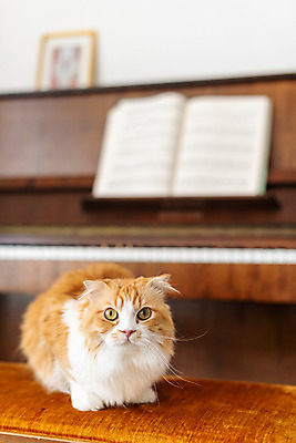 포토 JPG 한마리 응시 실내 사람없음 앞모습 반려동물 귀여움 고양이 피아노 동물라이프 반려 반려묘 스코티쉬스트레이트 국내포토 동물 1 라이프스타일 시선 뷰포인트 컨셉 포유류 내부 건반악기 파일형식
