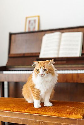 포토 JPG 한마리 응시 실내 사람없음 앞모습 반려동물 귀여움 고양이 피아노 동물라이프 반려 반려묘 스코티쉬스트레이트 국내포토 동물 1 라이프스타일 시선 뷰포인트 컨셉 포유류 내부 건반악기 파일형식