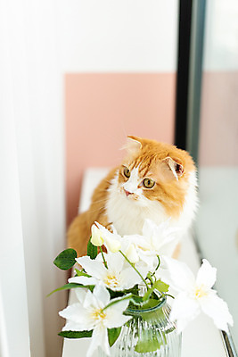 포토 JPG 한마리 응시 창문 실내 사람없음 앞모습 반려동물 귀여움 고양이 창가 동물라이프 반려 반려묘 스코티쉬스트레이트 국내포토 동물 1 라이프스타일 시선 뷰포인트 컨셉 포유류 내부 파일형식