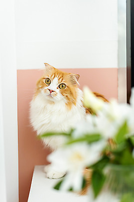 포토 JPG 한마리 응시 창문 실내 사람없음 옆모습 반려동물 귀여움 고양이 동물라이프 반려 반려묘 스코티쉬스트레이트 국내포토 동물 1 라이프스타일 시선 뷰포인트 컨셉 포유류 내부 파일형식