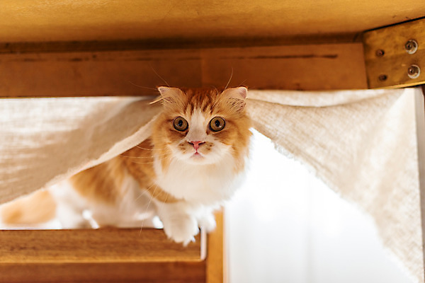 포토 JPG 한마리 응시 식탁 실내 사람없음 앞모습 반려동물 귀여움 고양이 동물라이프 반려 반려묘 스코티쉬스트레이트 국내포토 동물 1 라이프스타일 시선 뷰포인트 컨셉 포유류 탁자 내부 파일형식