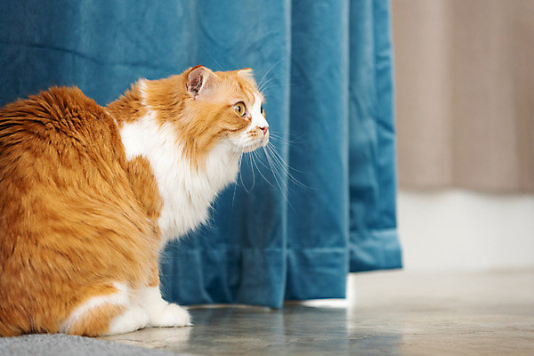 포토 JPG 한마리 응시 실내 사람없음 옆모습 반려동물 귀여움 고양이 동물라이프 반려 반려묘 스코티쉬스트레이트 국내포토 동물 1 라이프스타일 시선 뷰포인트 컨셉 포유류 내부 파일형식