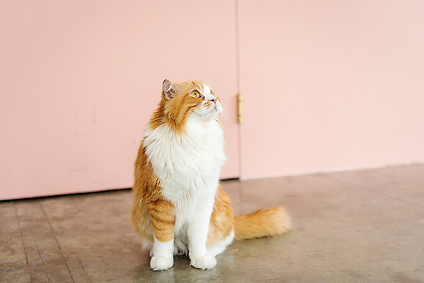 포토 JPG 한마리 응시 실내 사람없음 앞모습 반려동물 귀여움 고양이 올려보기 동물라이프 반려 반려묘 스코티쉬스트레이트 국내포토 동물 1 라이프스타일 시선 뷰포인트 컨셉 포유류 모션 내부 파일형식