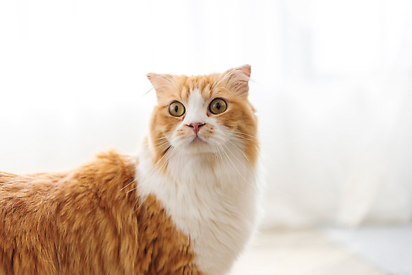 포토 JPG 한마리 응시 실내 사람없음 옆모습 반려동물 귀여움 고양이 동물라이프 반려 반려묘 스코티쉬스트레이트 국내포토 동물 1 라이프스타일 시선 뷰포인트 컨셉 포유류 내부 파일형식