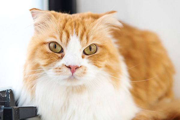 포토 JPG 한마리 실내 근접촬영 사람없음 앞모습 반려동물 귀여움 고양이 동물라이프 반려 반려묘 스코티쉬스트레이트 국내포토 동물 1 라이프스타일 뷰포인트 컨셉 포유류 내부 파일형식