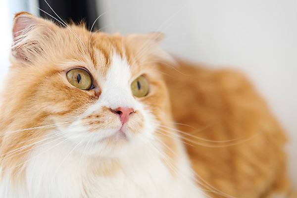 포토 JPG 한마리 실내 근접촬영 사람없음 앞모습 반려동물 귀여움 고양이 동물라이프 반려 반려묘 스코티쉬스트레이트 국내포토 동물 1 라이프스타일 뷰포인트 컨셉 포유류 내부 파일형식