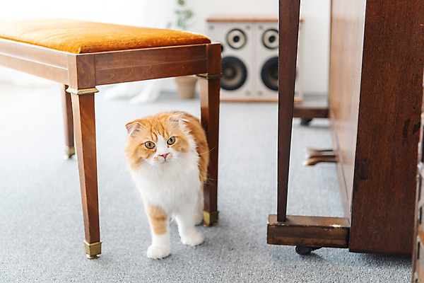 포토 JPG 한마리 응시 실내 사람없음 앞모습 반려동물 귀여움 고양이 피아노 동물라이프 반려 반려묘 스코티쉬스트레이트 국내포토 동물 1 라이프스타일 시선 뷰포인트 컨셉 포유류 내부 건반악기 파일형식