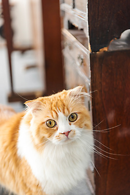 포토 JPG 한마리 응시 실내 사람없음 앞모습 반려동물 귀여움 고양이 피아노 동물라이프 반려 반려묘 스코티쉬스트레이트 국내포토 동물 1 라이프스타일 시선 뷰포인트 컨셉 포유류 내부 건반악기 파일형식