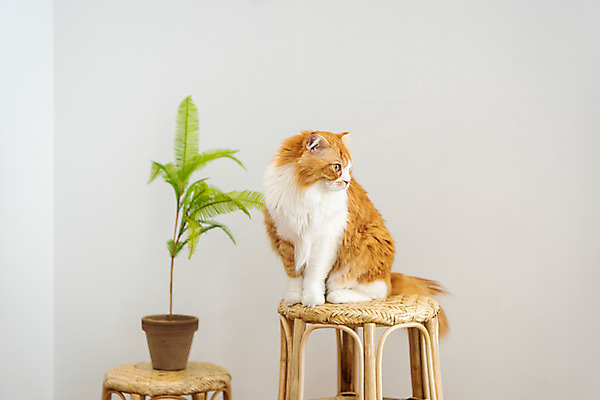 포토 JPG 한마리 응시 화분 의자 실내 사람없음 앞모습 반려동물 귀여움 고양이 동물라이프 반려 반려묘 스코티쉬스트레이트 국내포토 동물 1 라이프스타일 시선 뷰포인트 가구 컨셉 포유류 내부 파일형식