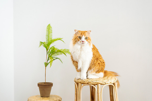 포토 JPG 한마리 응시 화분 의자 실내 사람없음 앞모습 반려동물 귀여움 고양이 동물라이프 반려 반려묘 스코티쉬스트레이트 국내포토 동물 1 라이프스타일 시선 뷰포인트 가구 컨셉 포유류 내부 파일형식