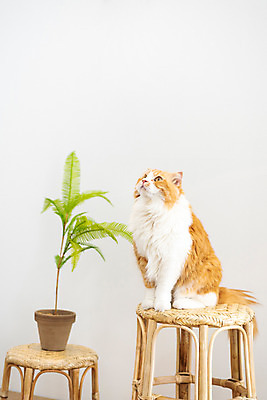 포토 JPG 한마리 응시 화분 의자 실내 사람없음 앞모습 반려동물 귀여움 고양이 올려보기 동물라이프 반려 반려묘 스코티쉬스트레이트 국내포토 동물 1 라이프스타일 시선 뷰포인트 가구 컨셉 포유류 모션 내부 파일형식