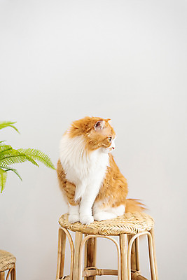 포토 JPG 한마리 응시 화분 의자 실내 사람없음 앞모습 반려동물 귀여움 고양이 동물라이프 반려 반려묘 스코티쉬스트레이트 국내포토 동물 1 라이프스타일 시선 뷰포인트 가구 컨셉 포유류 내부 파일형식