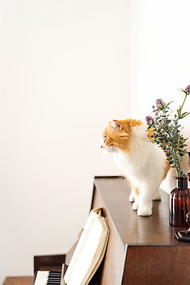 포토 JPG 한마리 응시 실내 사람없음 옆모습 반려동물 귀여움 꽃병 고양이 피아노 동물라이프 반려 반려묘 스코티쉬스트레이트 국내포토 동물 1 라이프스타일 시선 꽃 뷰포인트 컨셉 포유류 내부 건반악기 파일형식