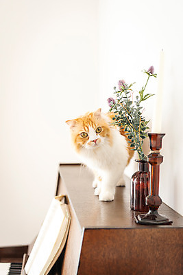 포토 JPG 한마리 응시 실내 사람없음 앞모습 반려동물 귀여움 꽃병 고양이 피아노 동물라이프 반려 반려묘 스코티쉬스트레이트 국내포토 동물 1 라이프스타일 시선 꽃 뷰포인트 컨셉 포유류 내부 건반악기 파일형식
