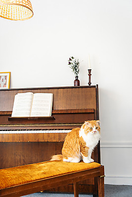 포토 JPG 한마리 응시 실내 사람없음 옆모습 반려동물 귀여움 꽃병 고양이 피아노 동물라이프 반려 반려묘 스코티쉬스트레이트 국내포토 동물 1 라이프스타일 시선 꽃 뷰포인트 컨셉 포유류 내부 건반악기 파일형식