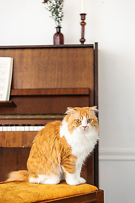 포토 JPG 한마리 응시 실내 사람없음 옆모습 반려동물 귀여움 꽃병 고양이 피아노 동물라이프 반려 반려묘 스코티쉬스트레이트 국내포토 동물 1 라이프스타일 시선 꽃 뷰포인트 컨셉 포유류 내부 건반악기 파일형식