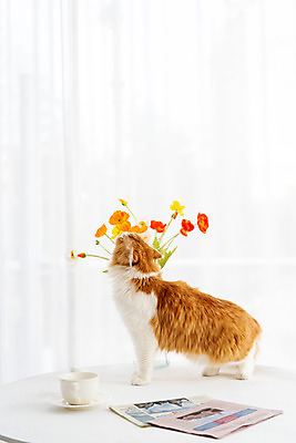 포토 JPG 한마리 응시 꽃 의자 식탁 탁자 실내 사람없음 옆모습 반려동물 귀여움 꽃병 고양이 동물라이프 반려 반려묘 스코티쉬스트레이트 국내포토 식물 동물 1 라이프스타일 시선 뷰포인트 가구 컨셉 포유류 내부 파일형식