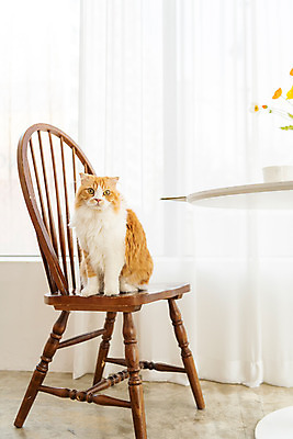 포토 JPG 한마리 응시 의자 탁자 실내 사람없음 앞모습 반려동물 귀여움 꽃병 고양이 동물라이프 반려 반려묘 스코티쉬스트레이트 국내포토 동물 1 라이프스타일 시선 꽃 뷰포인트 가구 컨셉 포유류 내부 파일형식