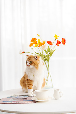 포토 JPG 한마리 응시 식탁 탁자 실내 사람없음 앞모습 반려동물 귀여움 꽃병 고양이 동물라이프 반려 반려묘 스코티쉬스트레이트 국내포토 동물 1 라이프스타일 시선 꽃 뷰포인트 가구 컨셉 포유류 내부 파일형식