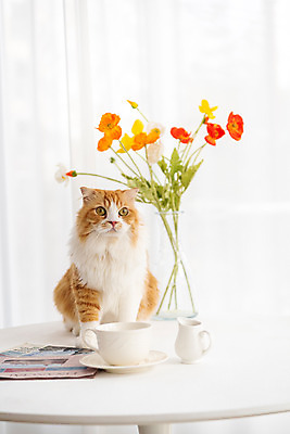 포토 JPG 한마리 응시 식탁 탁자 실내 사람없음 앞모습 반려동물 귀여움 꽃병 고양이 동물라이프 반려 반려묘 스코티쉬스트레이트 국내포토 동물 1 라이프스타일 시선 꽃 뷰포인트 가구 컨셉 포유류 내부 파일형식