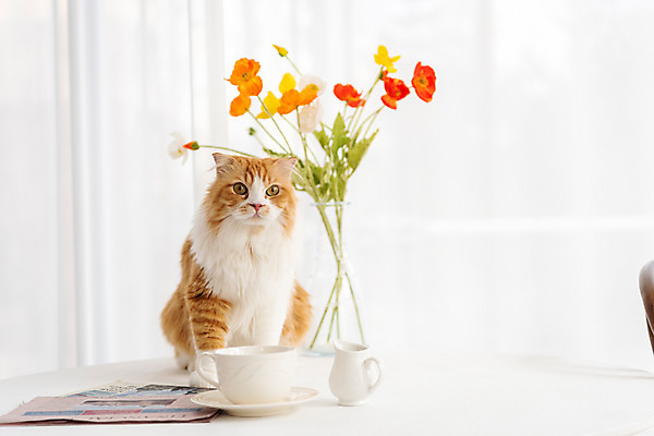 포토 JPG 한마리 응시 식탁 탁자 실내 사람없음 앞모습 반려동물 귀여움 꽃병 고양이 동물라이프 반려 반려묘 스코티쉬스트레이트 국내포토 동물 1 라이프스타일 시선 꽃 뷰포인트 가구 컨셉 포유류 내부 파일형식