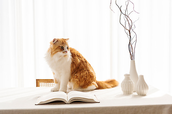 포토 JPG 한마리 응시 탁자 실내 사람없음 옆모습 책 반려동물 귀여움 꽃병 고양이 책상 동물라이프 반려 반려묘 스코티쉬스트레이트 국내포토 동물 1 라이프스타일 시선 꽃 뷰포인트 가구 컨셉 포유류 내부 파일형식