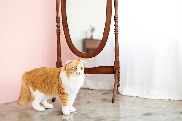 포토 JPG 한마리 응시 실내 사람없음 옆모습 반려동물 귀여움 고양이 거울 동물라이프 반려 반려묘 스코티쉬스트레이트 국내포토 동물 1 라이프스타일 시선 뷰포인트 컨셉 포유류 내부 파일형식