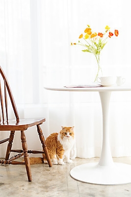 포토 JPG 한마리 응시 의자 식탁 탁자 실내 사람없음 옆모습 반려동물 귀여움 고양이 동물라이프 반려 반려묘 스코티쉬스트레이트 국내포토 동물 1 라이프스타일 시선 뷰포인트 가구 컨셉 포유류 내부 파일형식