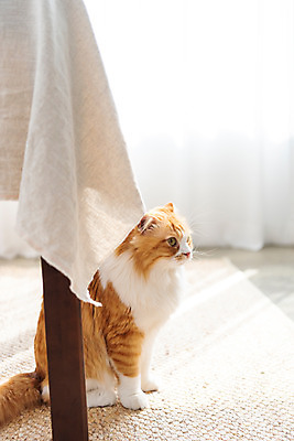 포토 JPG 한마리 응시 식탁 실내 사람없음 옆모습 반려동물 귀여움 고양이 동물라이프 반려 반려묘 스코티쉬스트레이트 국내포토 동물 1 라이프스타일 시선 뷰포인트 컨셉 포유류 탁자 내부 파일형식