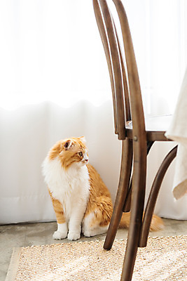 포토 JPG 한마리 응시 식탁 실내 사람없음 앞모습 반려동물 귀여움 고양이 동물라이프 반려 반려묘 스코티쉬스트레이트 국내포토 동물 1 라이프스타일 시선 뷰포인트 컨셉 포유류 탁자 내부 파일형식