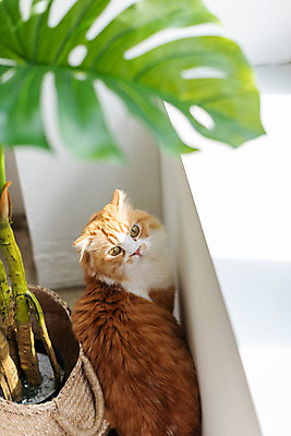 포토 JPG 한마리 응시 실내 사람없음 뒷모습 반려동물 귀여움 고양이 동물라이프 반려 반려묘 스코티쉬스트레이트 국내포토 동물 1 라이프스타일 시선 뷰포인트 컨셉 포유류 내부 파일형식