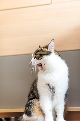 포토 JPG 한마리 응시 실내 사람없음 앞모습 반려동물 귀여움 고양이 하품 동물라이프 반려 반려묘 스코티쉬스트레이트 국내포토 동물 1 라이프스타일 시선 뷰포인트 컨셉 포유류 내부 생리현상 파일형식