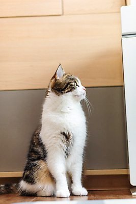 포토 JPG 한마리 응시 실내 사람없음 앞모습 반려동물 귀여움 고양이 동물라이프 반려 반려묘 스코티쉬스트레이트 국내포토 동물 1 라이프스타일 시선 뷰포인트 컨셉 포유류 내부 파일형식