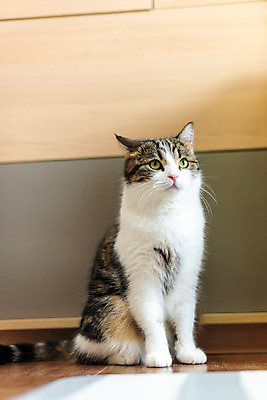 포토 JPG 한마리 응시 실내 사람없음 앞모습 반려동물 귀여움 고양이 동물라이프 반려 반려묘 스코티쉬스트레이트 국내포토 동물 1 라이프스타일 시선 뷰포인트 컨셉 포유류 내부 파일형식