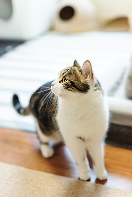 포토 JPG 한마리 응시 실내 사람없음 앞모습 반려동물 귀여움 고양이 동물라이프 반려 반려묘 스코티쉬스트레이트 국내포토 동물 1 라이프스타일 시선 뷰포인트 컨셉 포유류 내부 파일형식
