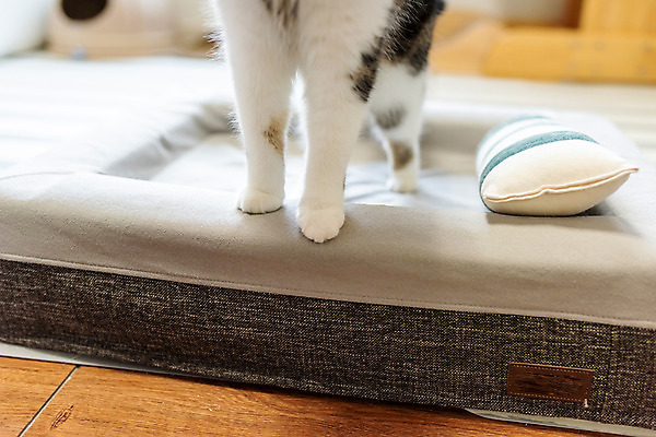 포토 JPG 한마리 발 실내 근접촬영 사람없음 반려동물 귀여움 고양이 동물라이프 반려 반려묘 스코티쉬스트레이트 국내포토 동물 1 라이프스타일 뷰포인트 컨셉 포유류 내부 신체부위 파일형식