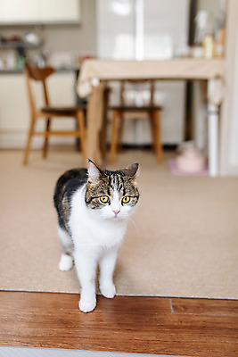 포토 JPG 한마리 응시 실내 사람없음 앞모습 반려동물 귀여움 고양이 동물라이프 반려 반려묘 스코티쉬스트레이트 국내포토 동물 1 라이프스타일 시선 뷰포인트 컨셉 포유류 내부 파일형식
