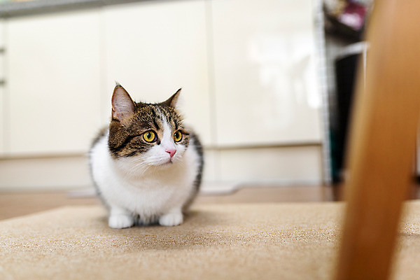 포토 JPG 한마리 응시 식탁 실내 사람없음 앞모습 반려동물 귀여움 고양이 동물라이프 반려 반려묘 스코티쉬스트레이트 국내포토 동물 1 라이프스타일 시선 뷰포인트 컨셉 포유류 탁자 내부 파일형식