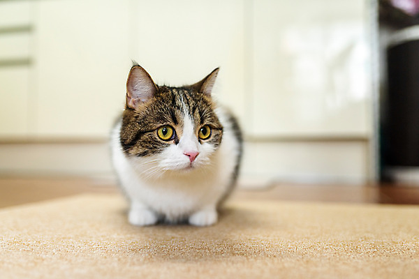 포토 JPG 한마리 응시 식탁 실내 사람없음 앞모습 반려동물 귀여움 고양이 동물라이프 반려 반려묘 스코티쉬스트레이트 국내포토 동물 1 라이프스타일 시선 뷰포인트 컨셉 포유류 탁자 내부 파일형식