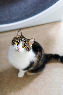 포토 JPG 한마리 응시 실내 사람없음 앞모습 반려동물 귀여움 고양이 올려보기 동물라이프 반려 반려묘 스코티쉬스트레이트 캣휠 국내포토 반려용품 동물 1 라이프스타일 시선 뷰포인트 컨셉 포유류 모션 내부 오브젝트 파일형식