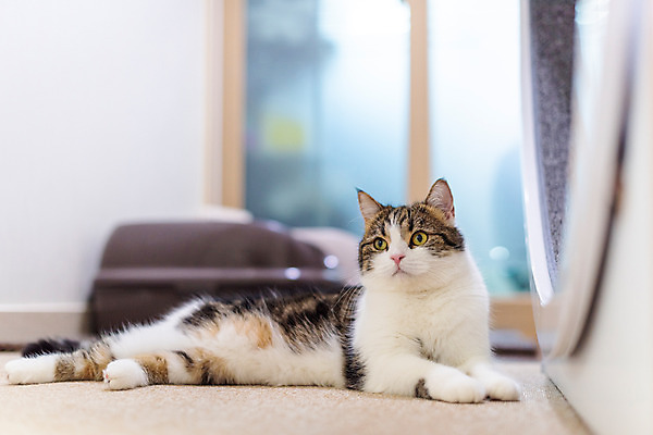 포토 JPG 한마리 응시 실내 사람없음 앞모습 반려동물 귀여움 고양이 동물라이프 반려 반려묘 스코티쉬스트레이트 캣휠 국내포토 반려용품 동물 1 라이프스타일 시선 뷰포인트 컨셉 포유류 내부 오브젝트 파일형식