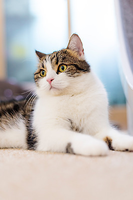 포토 JPG 한마리 응시 실내 사람없음 옆모습 반려동물 귀여움 고양이 동물라이프 반려 반려묘 스코티쉬스트레이트 국내포토 동물 1 라이프스타일 시선 뷰포인트 컨셉 포유류 내부 파일형식