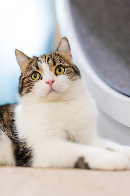 포토 JPG 한마리 응시 실내 사람없음 옆모습 반려동물 귀여움 고양이 동물라이프 반려 반려묘 스코티쉬스트레이트 국내포토 동물 1 라이프스타일 시선 뷰포인트 컨셉 포유류 내부 파일형식