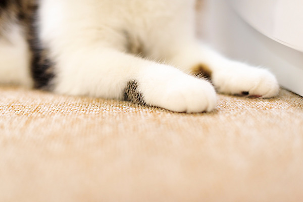 포토 JPG 한마리 발 실내 근접촬영 사람없음 반려동물 귀여움 고양이 동물라이프 반려 반려묘 스코티쉬스트레이트 국내포토 동물 1 라이프스타일 뷰포인트 컨셉 포유류 내부 신체부위 파일형식