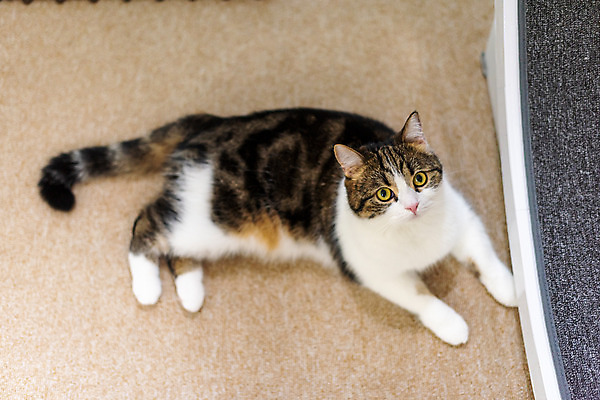 포토 JPG 한마리 응시 실내 사람없음 옆모습 반려동물 하이앵글 귀여움 고양이 동물라이프 반려 반려묘 스코티쉬스트레이트 캣휠 국내포토 반려용품 동물 1 라이프스타일 시선 뷰포인트 컨셉 포유류 내부 오브젝트 파일형식