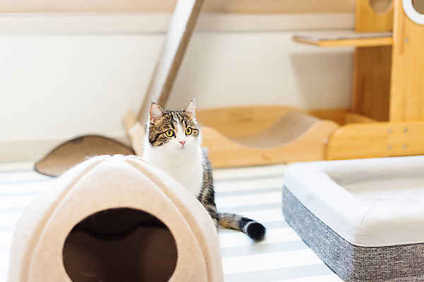 포토 JPG 한마리 응시 실내 사람없음 앞모습 반려동물 귀여움 고양이 동물라이프 반려 반려묘 스코티쉬스트레이트 국내포토 동물 1 라이프스타일 시선 뷰포인트 컨셉 포유류 내부 파일형식