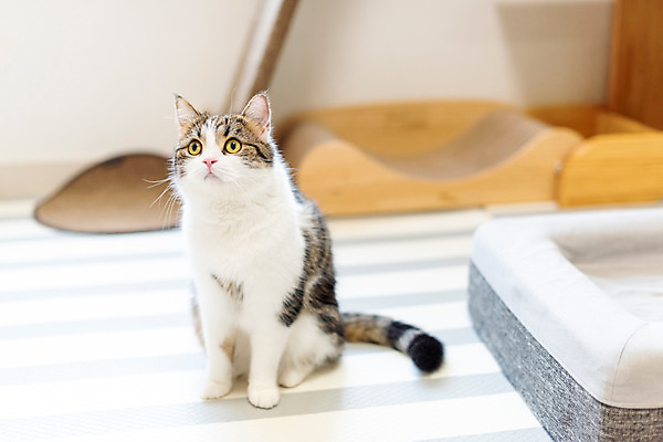 포토 JPG 한마리 응시 실내 사람없음 앞모습 반려동물 귀여움 고양이 동물라이프 반려 반려묘 스코티쉬스트레이트 국내포토 동물 1 라이프스타일 시선 뷰포인트 컨셉 포유류 내부 파일형식