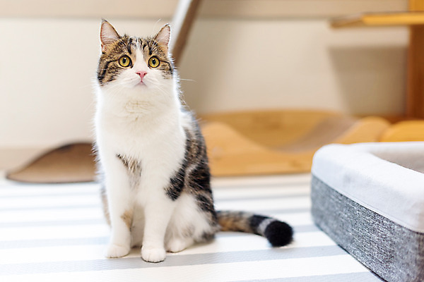 포토 JPG 한마리 응시 실내 사람없음 앞모습 반려동물 귀여움 고양이 동물라이프 반려 반려묘 스코티쉬스트레이트 국내포토 동물 1 라이프스타일 시선 뷰포인트 컨셉 포유류 내부 파일형식